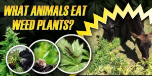 What Animals Eat Weed Plants