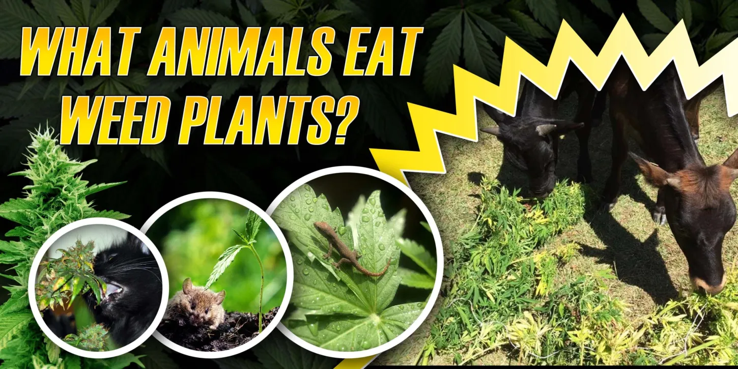 What Animals Eat Weed Plants? Sonoma Seeds