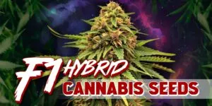 F1 Hybrid