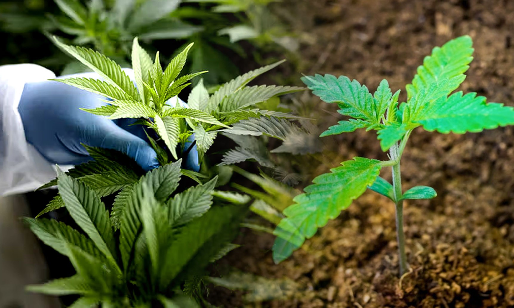 f1 hybrid