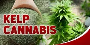 Kelp Cannabis