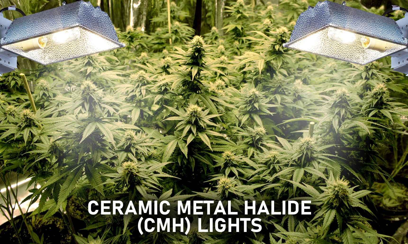 lec grow lights