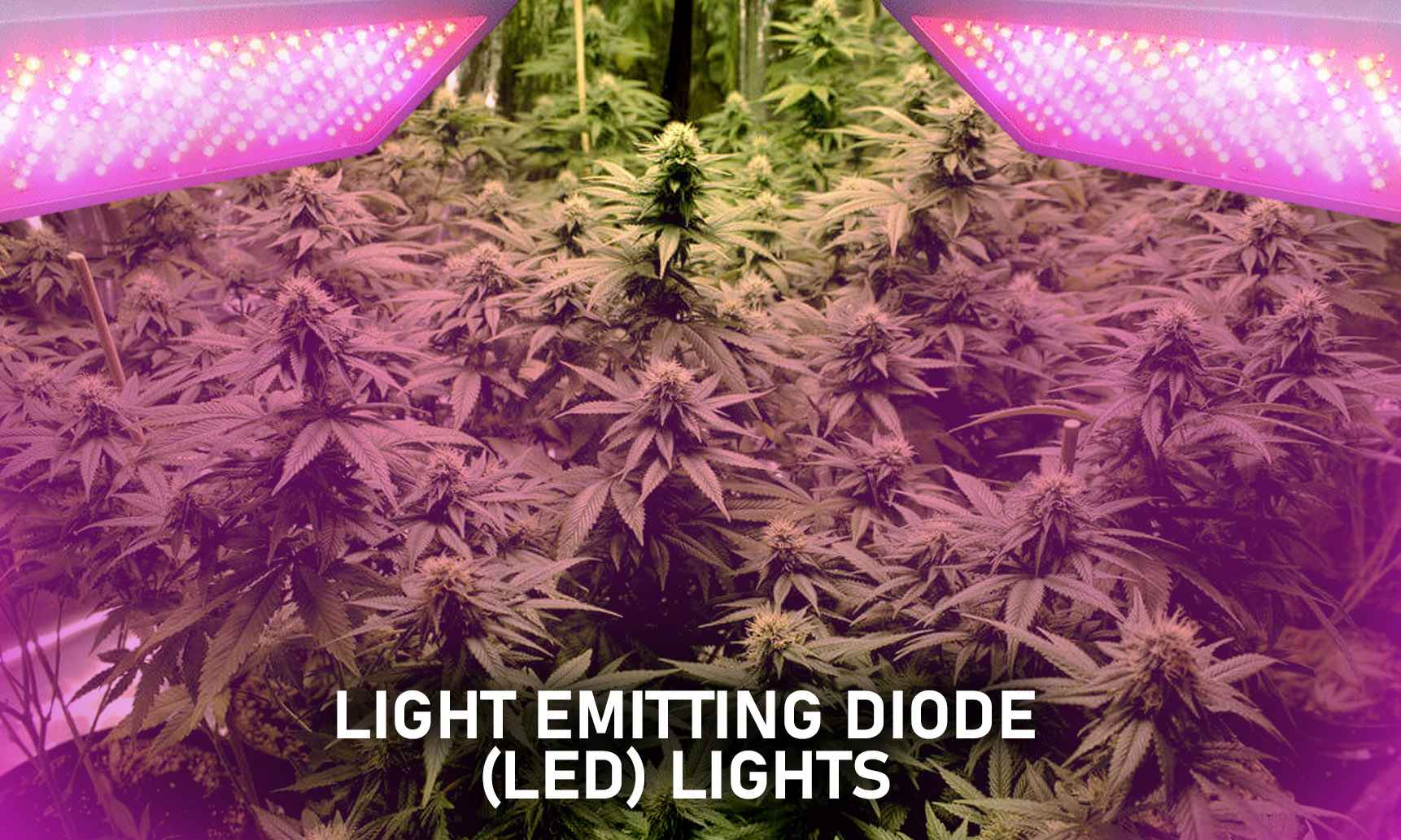 lec grow lights