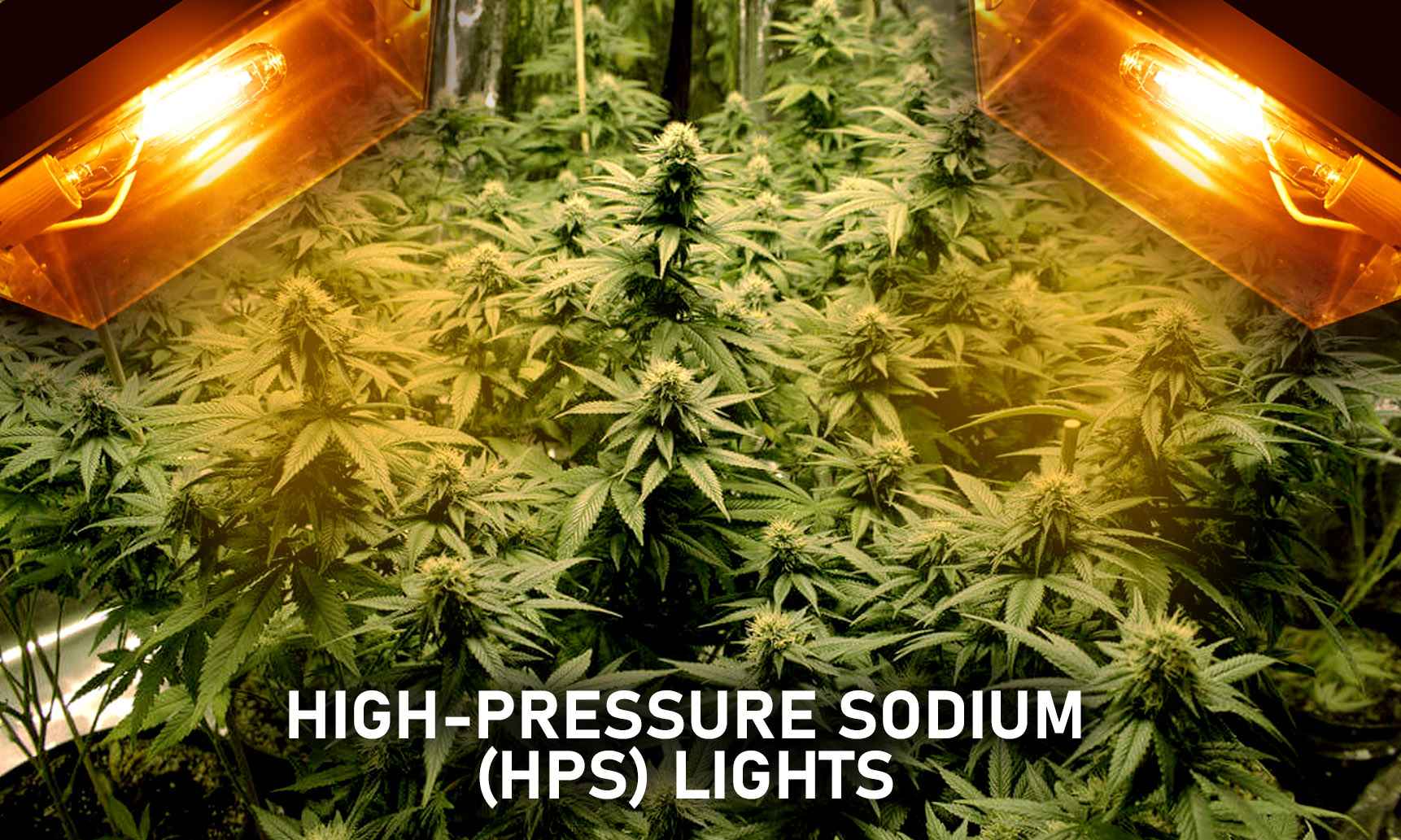 lec grow lights