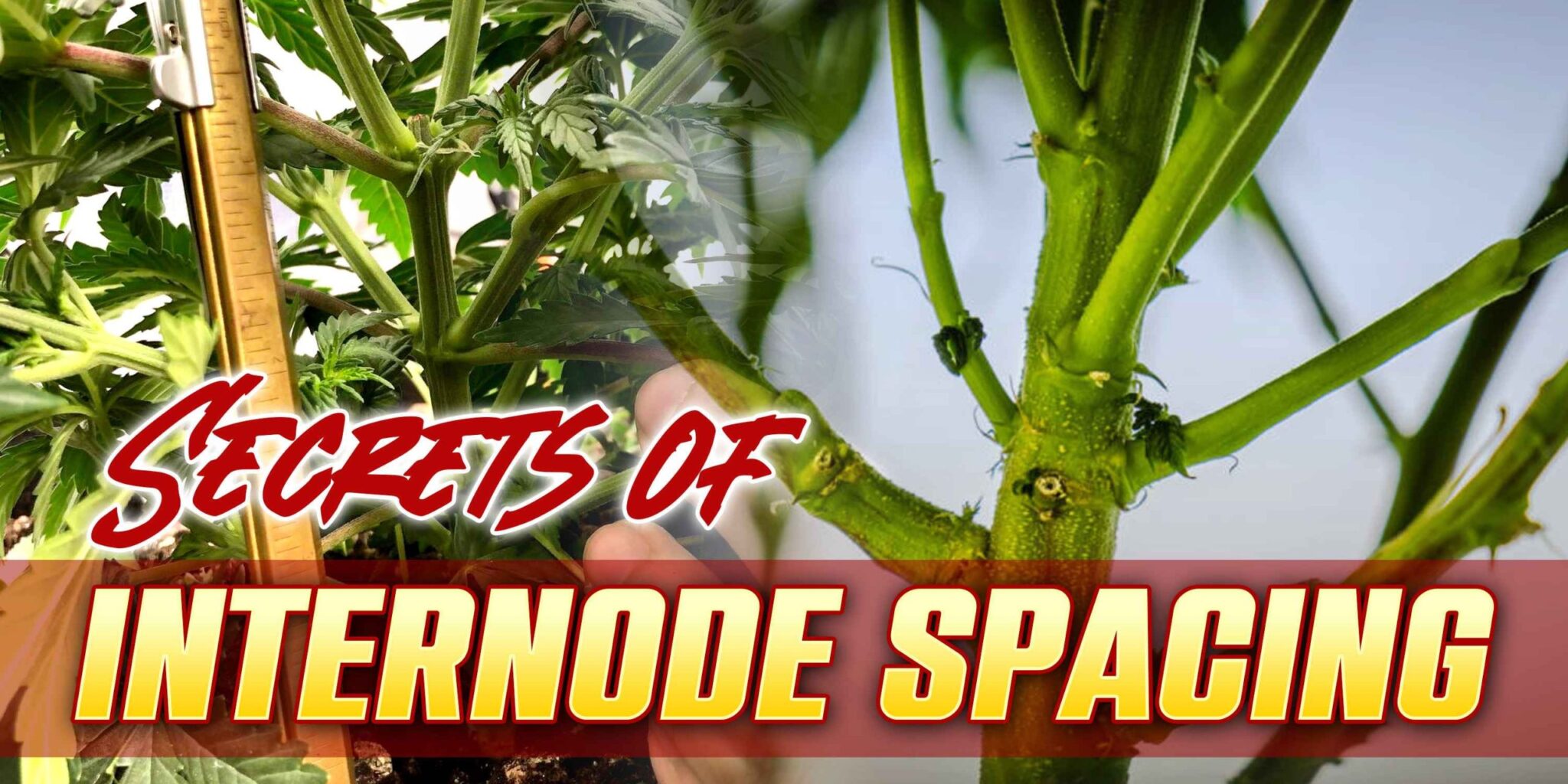 Interode Secrets of Internode Spacing | Sonoma Seeds