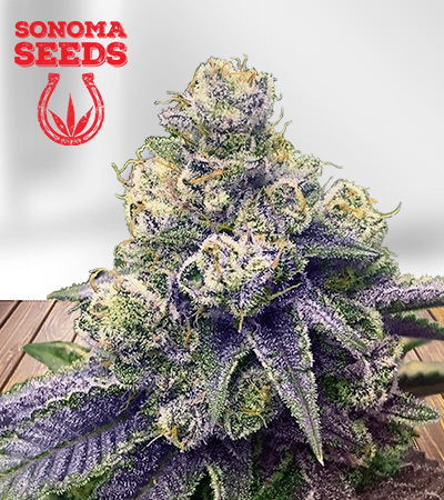 Lilac Diesel Strain