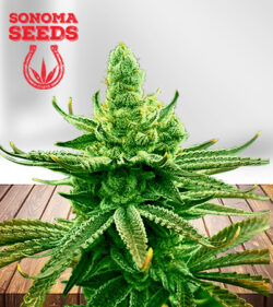 Mochi Strain Feminized