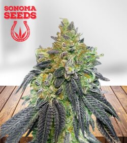 Strawnana Strain Feminized
