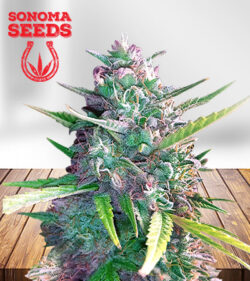 Super Glue Strain Feminized