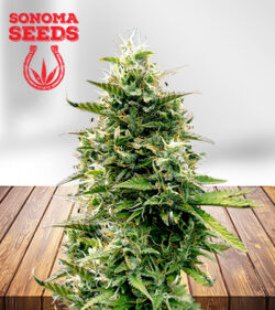 Zoap Strain Feminized