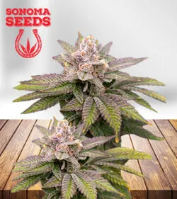 Black Diamond Strain CBD