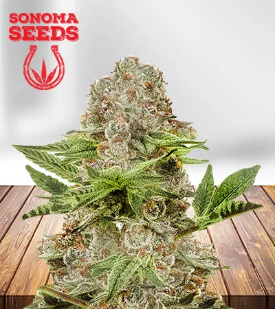 Black Diamond Strain
