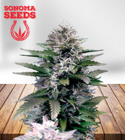 Black Diamond Strain Feminized