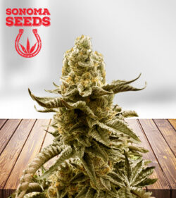 Black Truffle Strain Feminized
