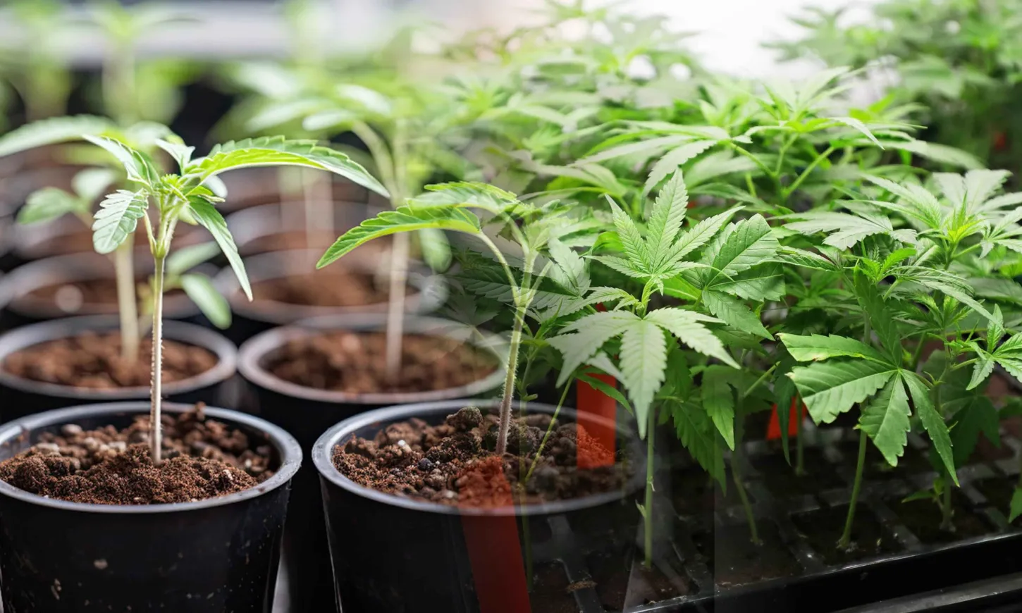 nft for cannabis