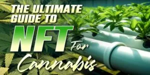 NFT For Cannabis