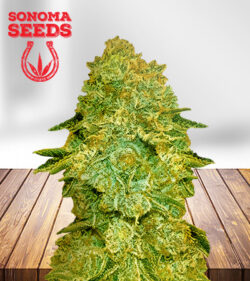 Larry Bird Strain Feminized