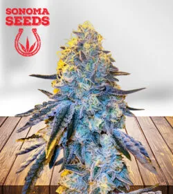 Papaya Strain