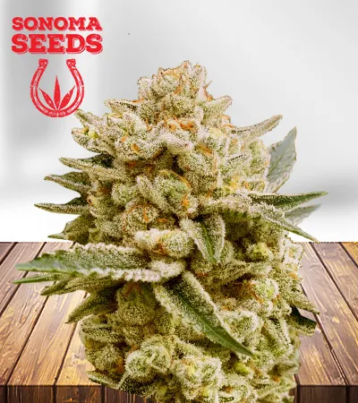 Papaya Strain Feminized