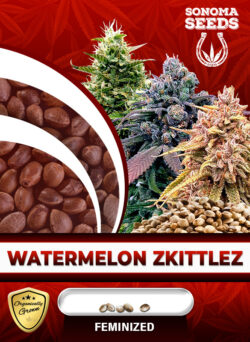 Watermelon Zkittlez Strain Feminized