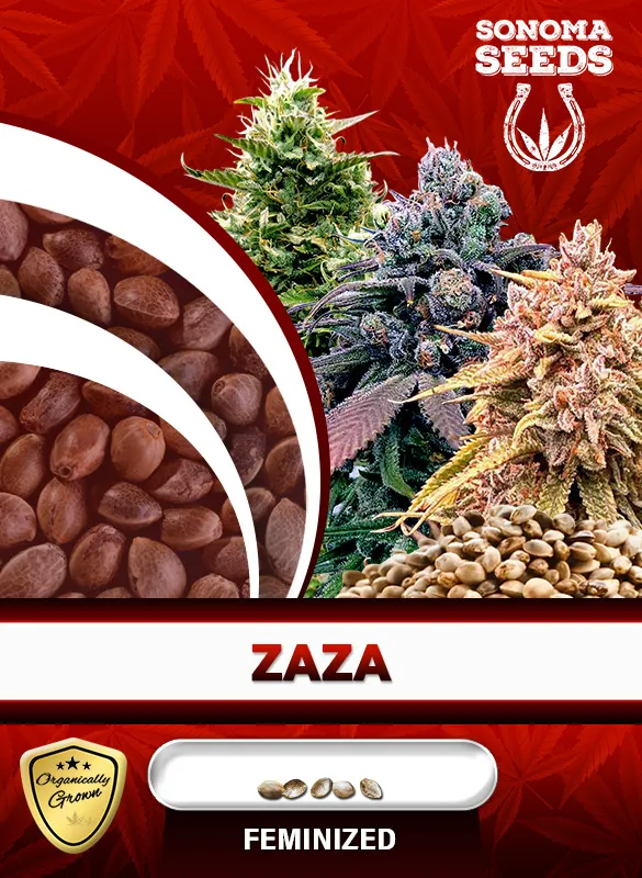 Zaza Strain Feminized Marijuana Seeds Sonoma Seeds