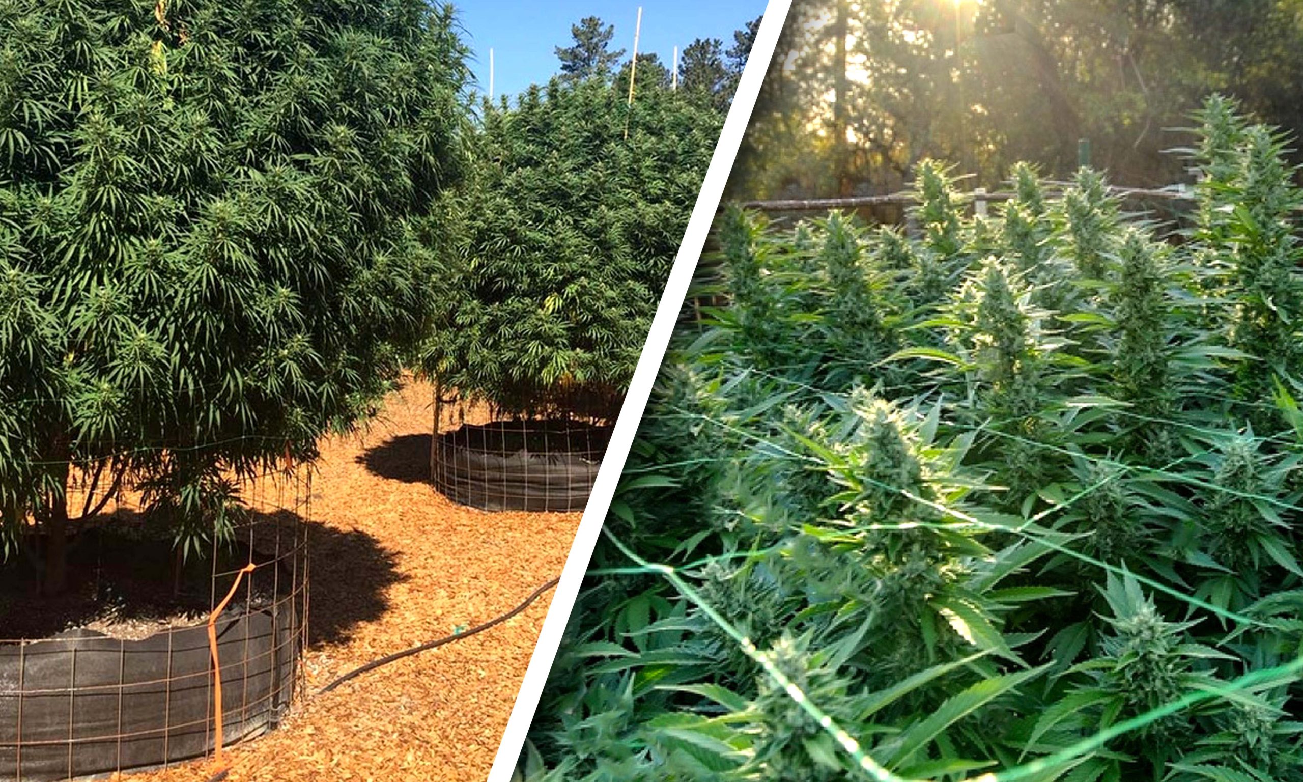 Trellising Outdoors