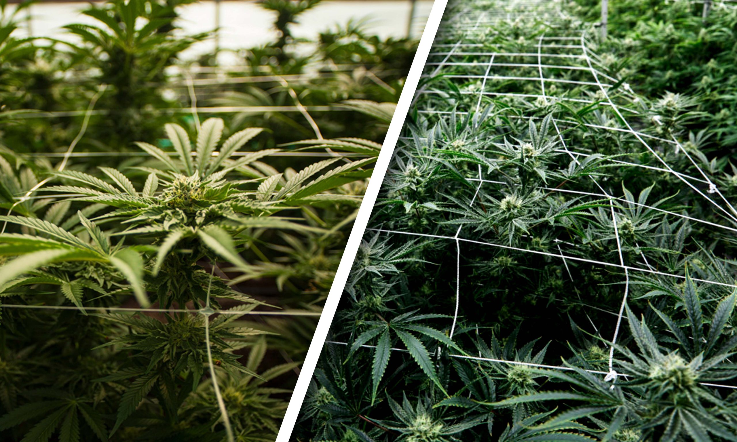  Trellising Your Cannabis 