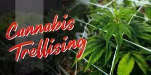 Cannabis Trellising