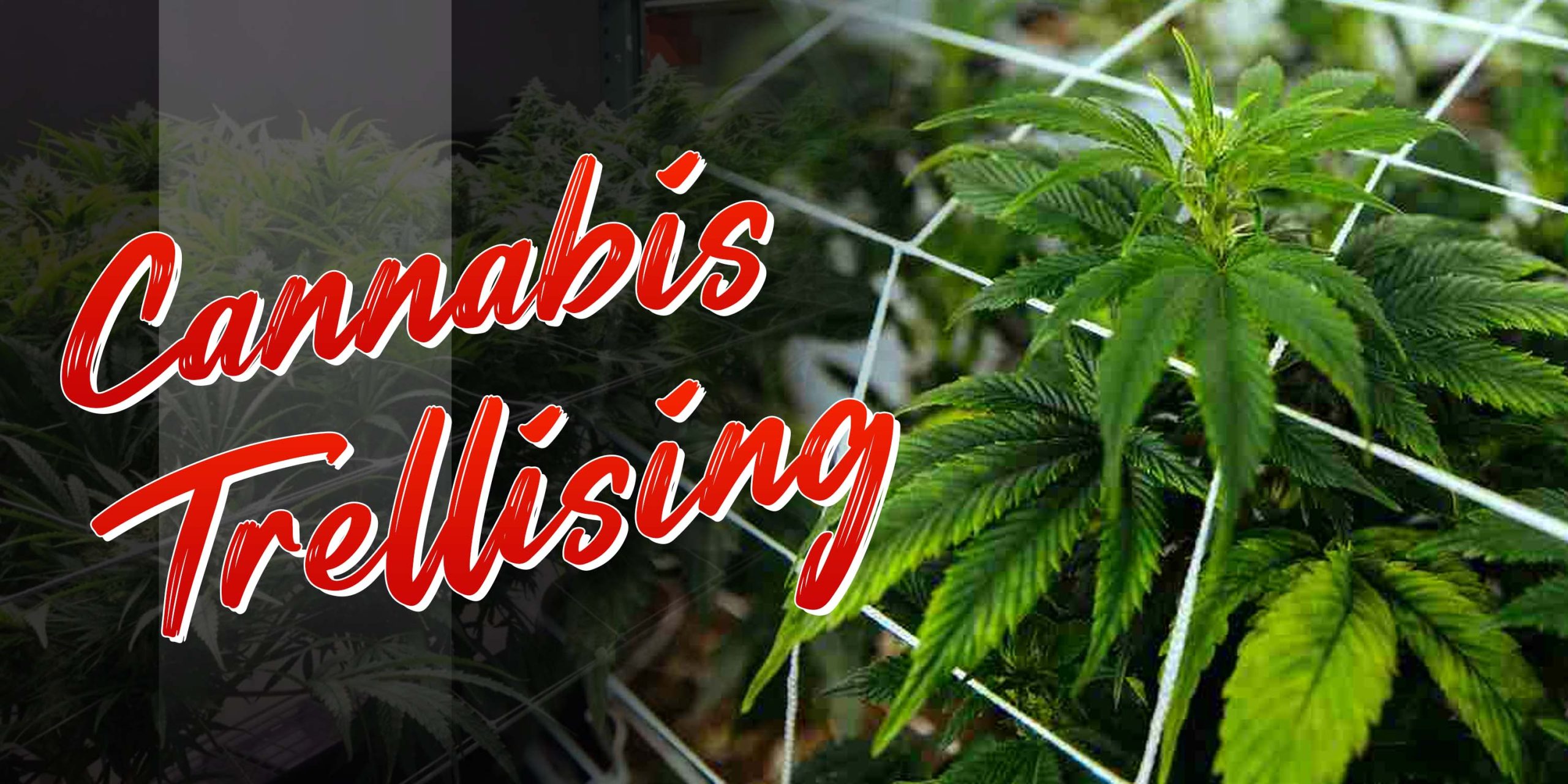 Cannabis Trellising