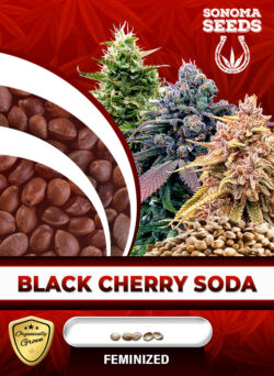 Black Cherry Soda Strain Feminized
