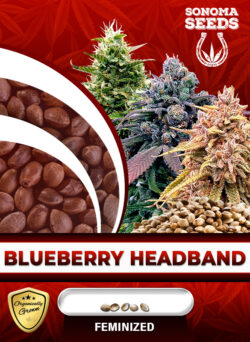Blueberry Headband Strain Feminized