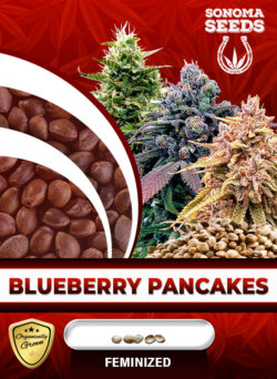 Blueberry Pancakes Strain Feminized