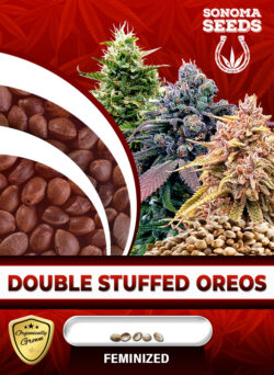 Double Stuffed Oreos Strain Feminized