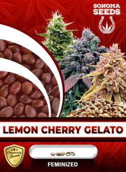 Lemon Cherry Gelato Strain Feminized