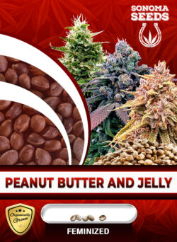 Peanut Butter and Jelly Strain Feminized