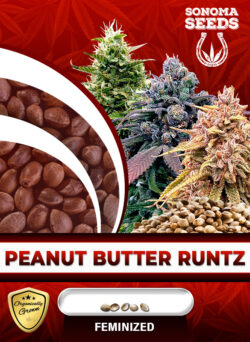 Peanut Butter Runtz Strain Feminized