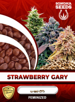 Strawberry Gary Strain Feminized