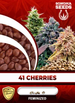 41 Cherries Strain Feminized