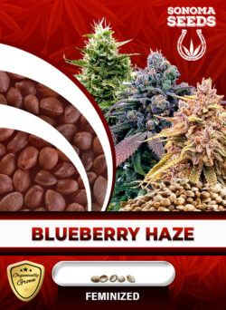 Blueberry Haze Feminized