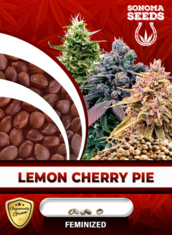 Lemon Cherry Pie Strain Feminized