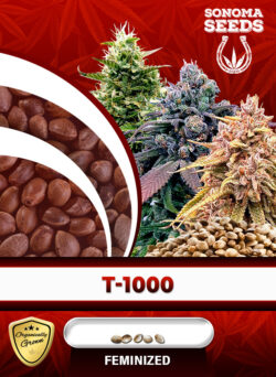 T-1000 Strain Feminized