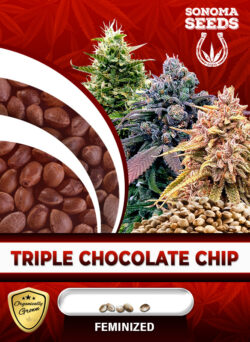 Triple Chocolate Chip Strain Feminized