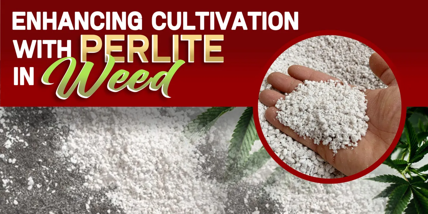 Enhancing Cultivation with Perlite In Weed
