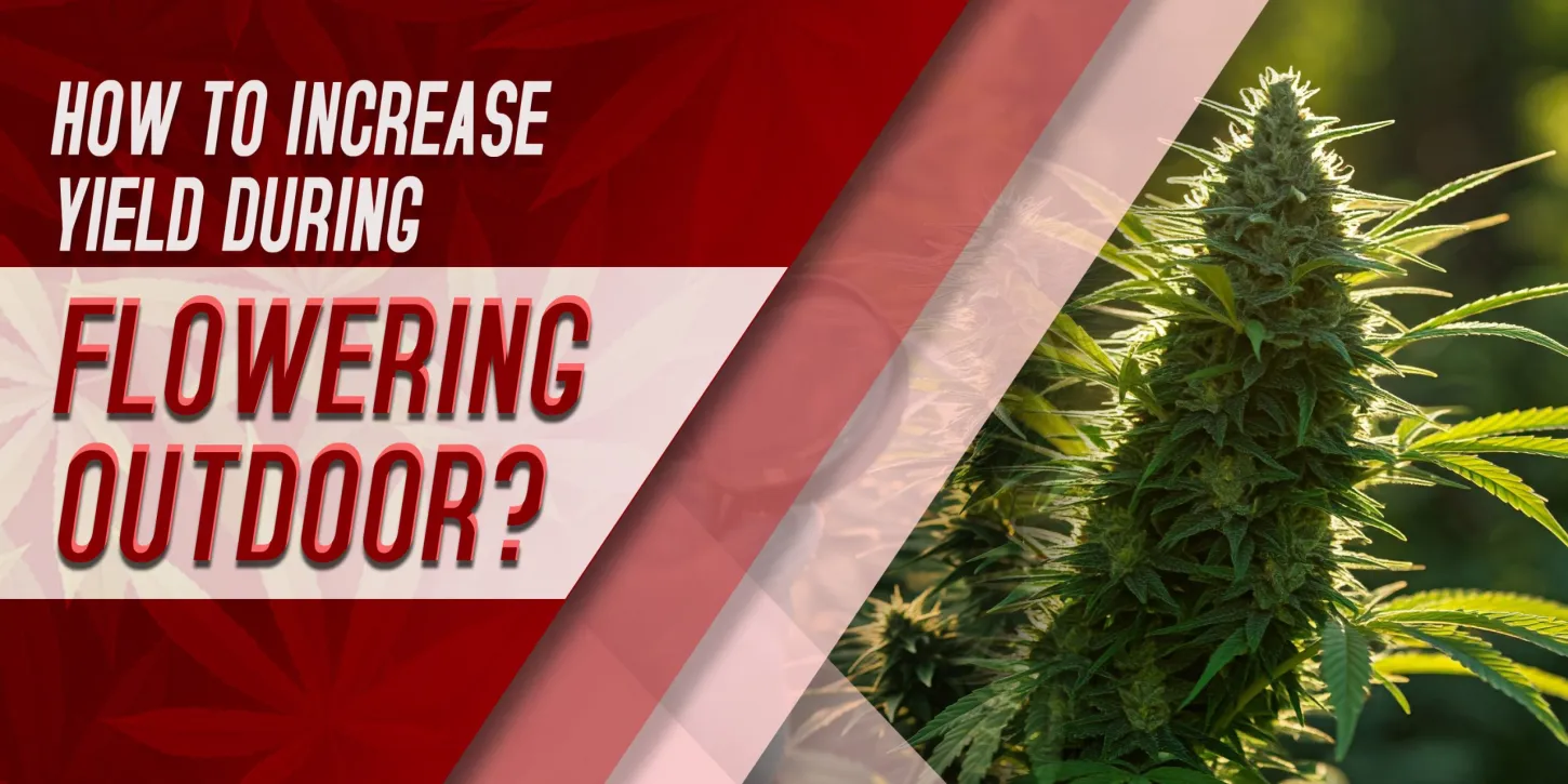 How To Increase Yield During Flowering Outdoor