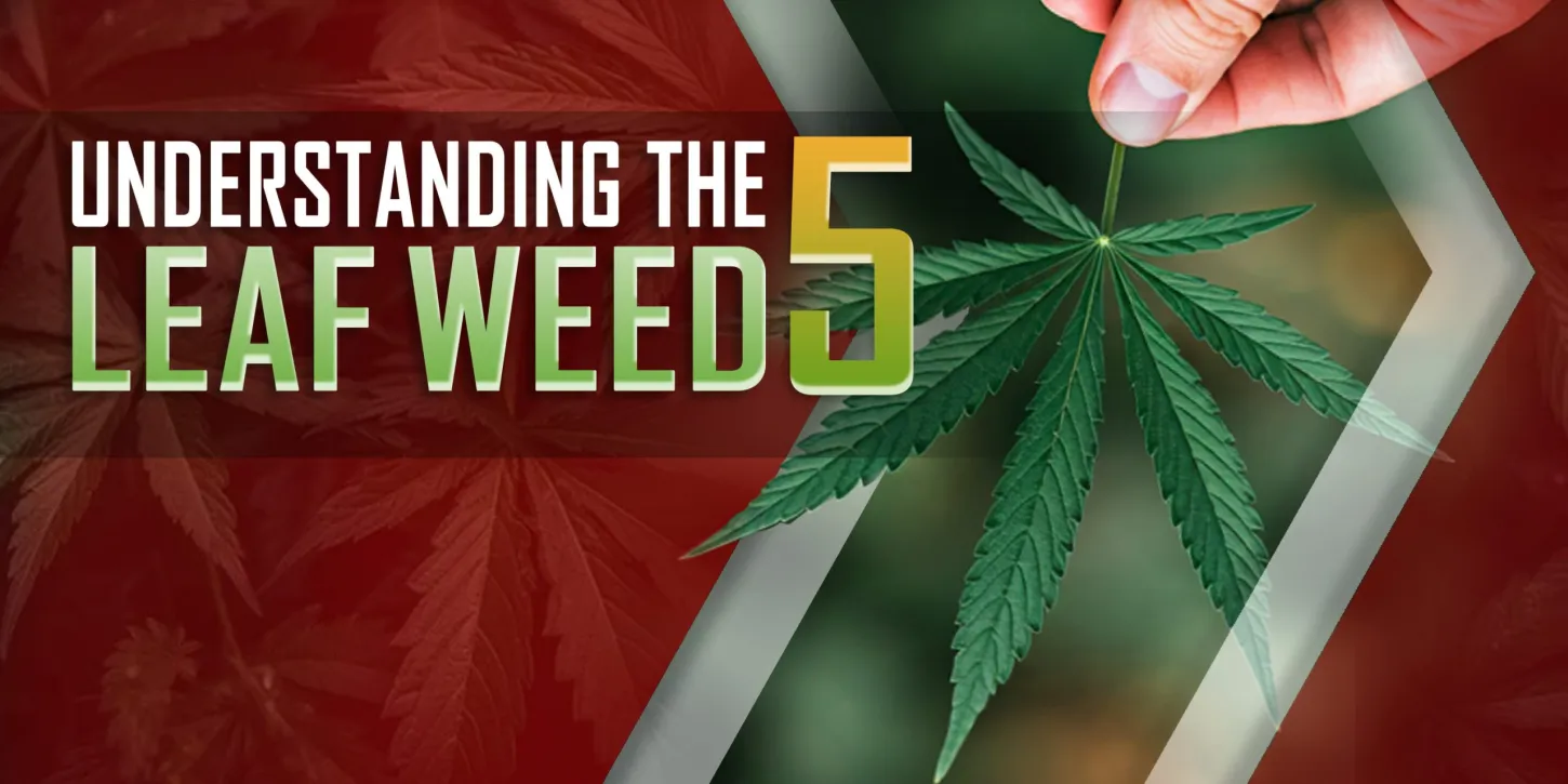 Understanding The 5 Leaf Weed