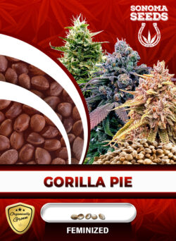 Gorilla Pie Strain Feminized