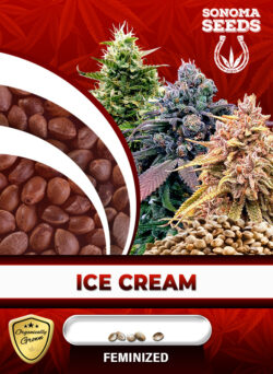 Ice Cream Strain Feminized