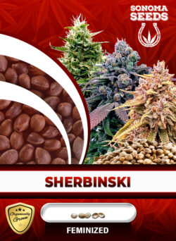 Sherbinski Strain Feminized
