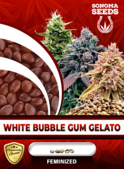 White Bubble Gum Gelato Strain Feminized