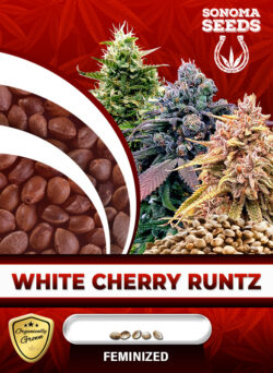 White Cherry Runtz Strain Feminized